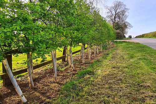 Trustroot Works Image